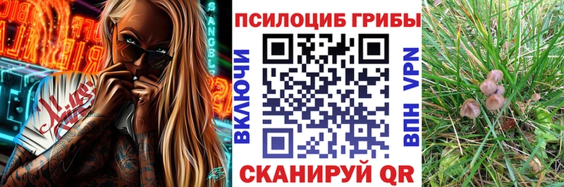 закладки  Бологое  Псилоцибиновые грибы Magic Shrooms 